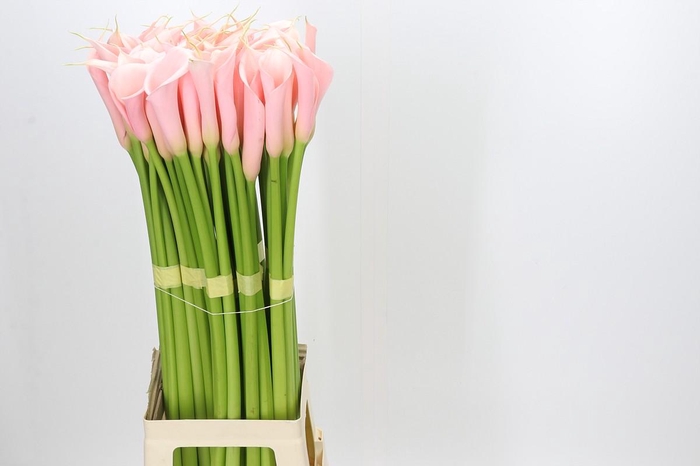 <h4>Zantedeschia Eydolls Salmon</h4>