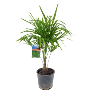 Trachycarpus fortunei