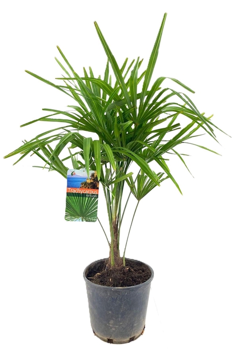<h4>Trachycarpus fortunei</h4>