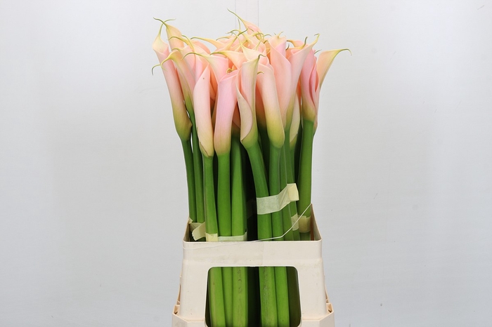 <h4>Zantedeschia Eydolls Salmon</h4>