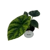 Alocasia overig