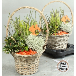 ARR TUINPLANTEN