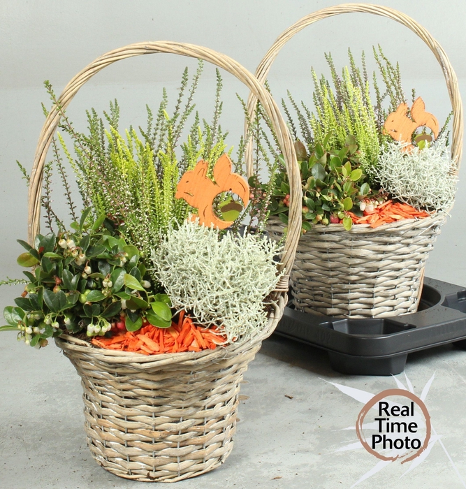 <h4>ARR TUINPLANTEN</h4>