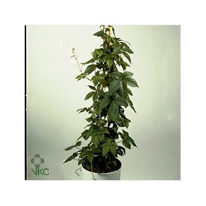 PARTHENOCISSUS INSER
