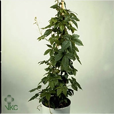 PARTHENOCISSUS INSER
