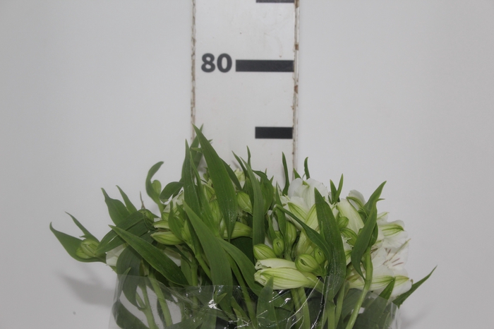 <h4>ALSTROEMERIA AKEMI 080 CM</h4>