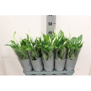 Spathiphyllum 'Bellini'