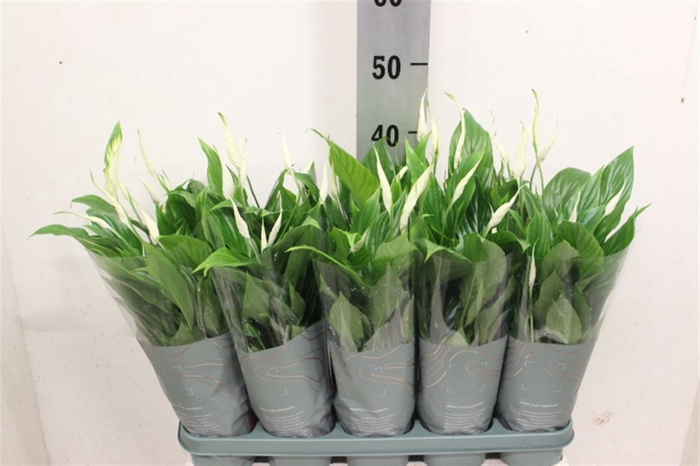 <h4>Spathiphyllum 'Bellini'</h4>