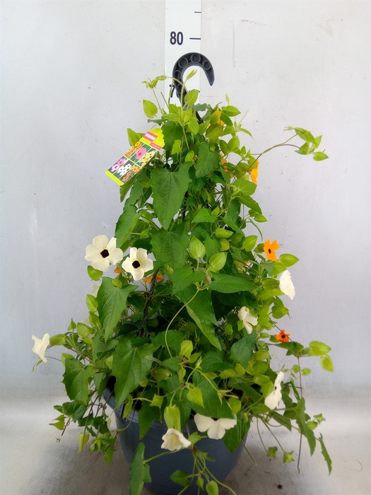 <h4>Thunbergia   ...mix 3</h4>