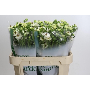 Ranunculus Magical Mascarpone