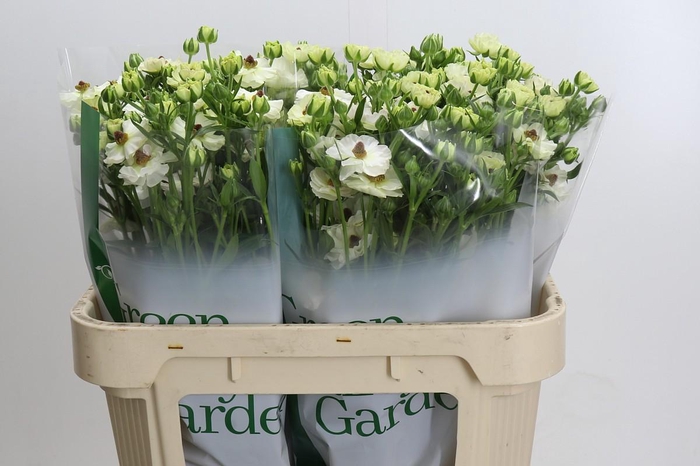 <h4>Ranunculus Magical Mascarpone</h4>