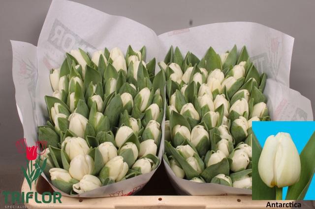 <h4>TU EN ANTARCTICA</h4>