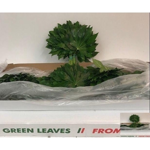 FATSIA JAPONICA BLAD