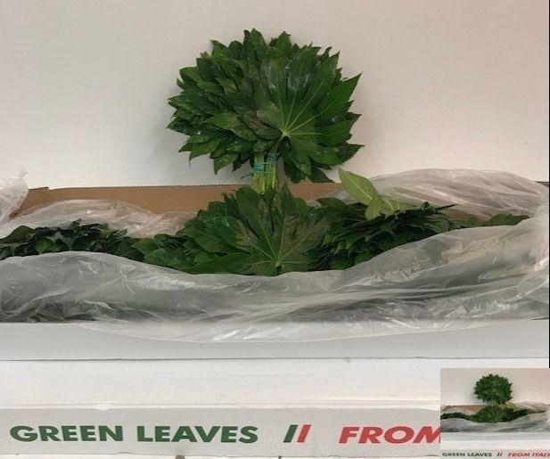 <h4>FATSIA JAPONICA BLAD</h4>