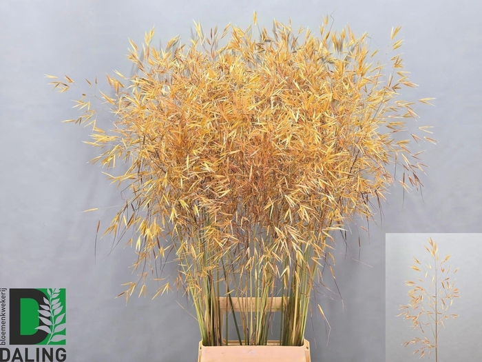 <h4>Stipa Gigantea</h4>