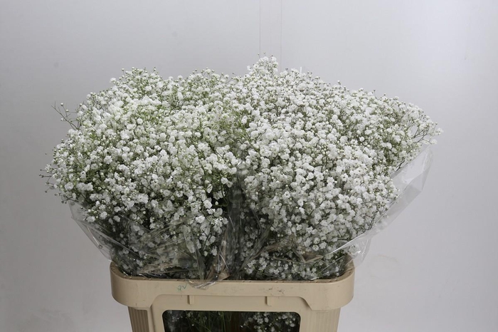 <h4>Gyps Xlence 1000 gr</h4>