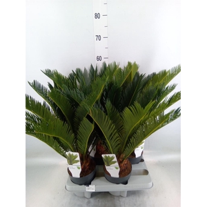Cycas revoluta