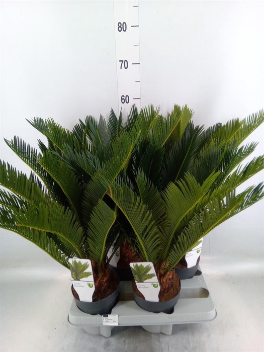 <h4>Cycas revoluta</h4>