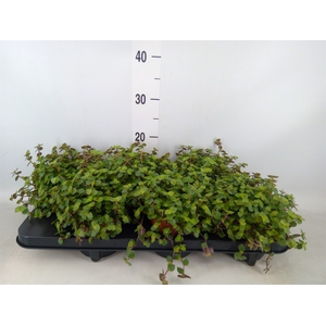 Callisia repens