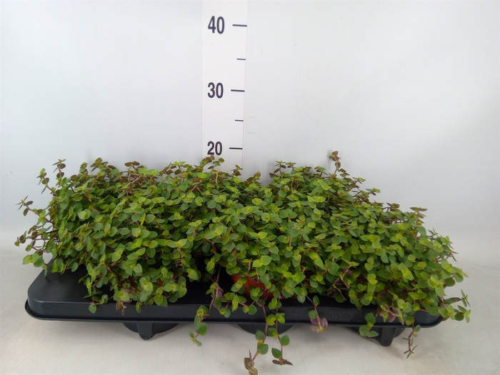 <h4>Callisia repens</h4>