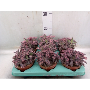 Kalanchoe NF daigremonti