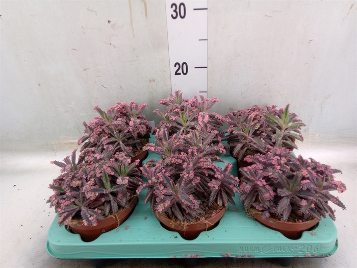 <h4>Kalanchoe NF daigremonti</h4>