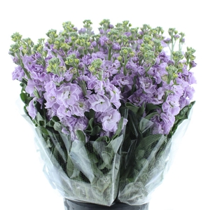 Matth Incana Iron Marine Super