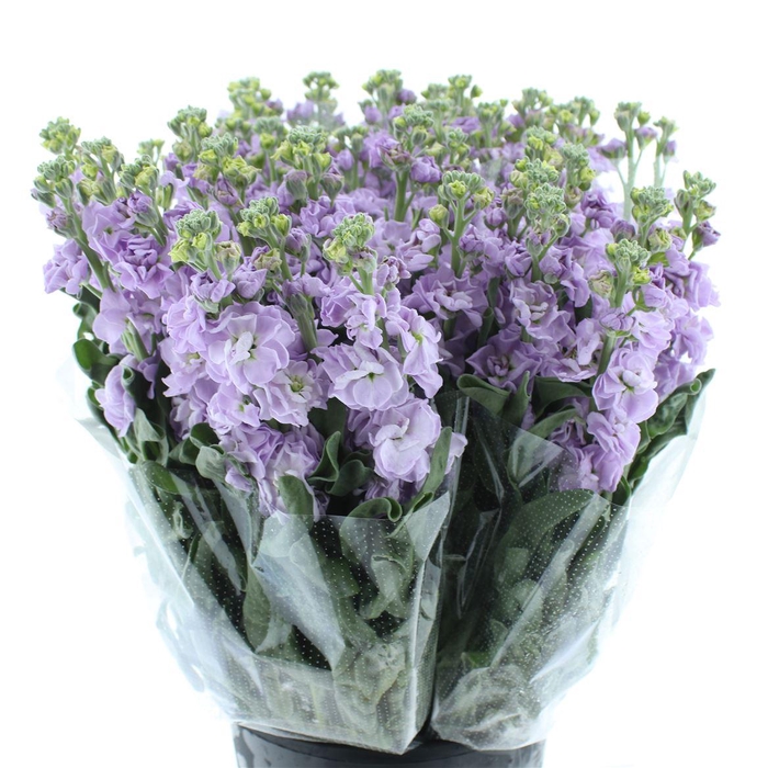 <h4>Matth Incana Iron Marine Super</h4>