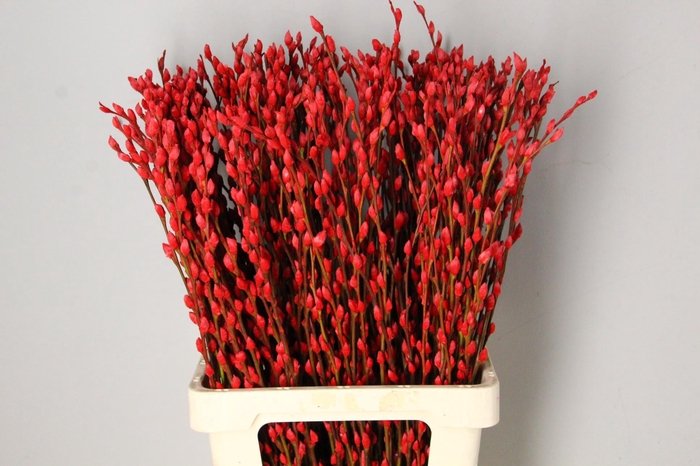 <h4>Salix Snowflake 70cm Red</h4>