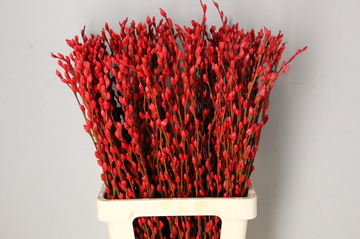 Salix Snowflake 70cm Red