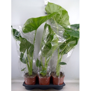 Alocasia macrorrhiza