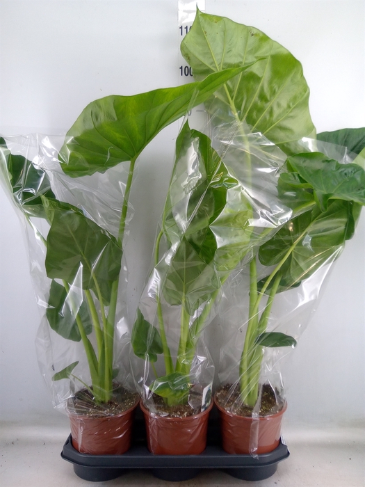<h4>Alocasia macrorrhiza</h4>