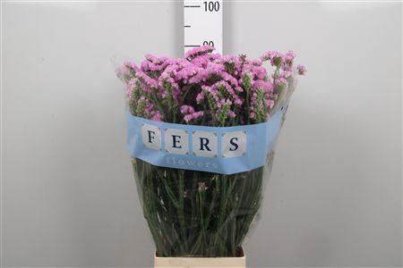 <h4>Lim S Pretty Wings</h4>