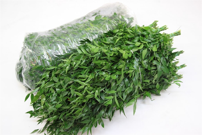 <h4>Ruscus Zak Italie</h4>