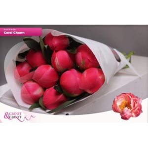 Paeonia Coral Charm | Heavy Quality
