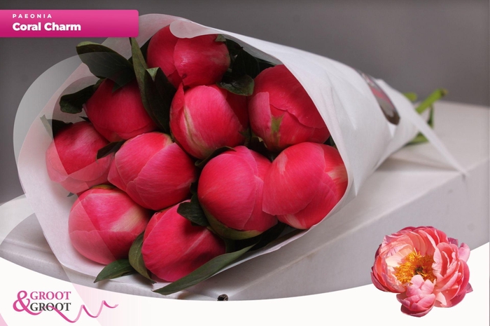 <h4>Paeonia Coral Charm | Heavy Quality</h4>