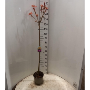 ACER PS BRILLIANTISS