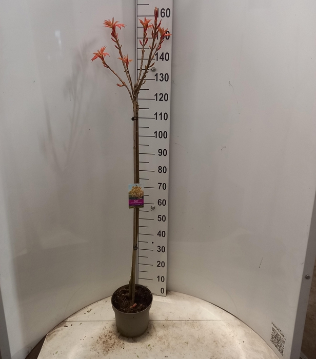 <h4>ACER PS BRILLIANTISS</h4>