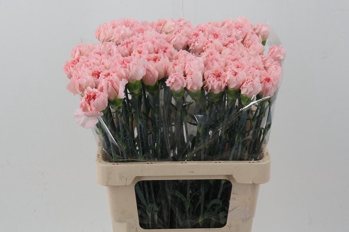 <h4>DI St Doncel IT</h4>