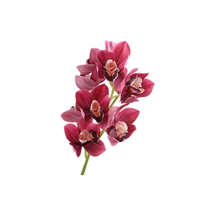Cymbidium Orchid Pink
