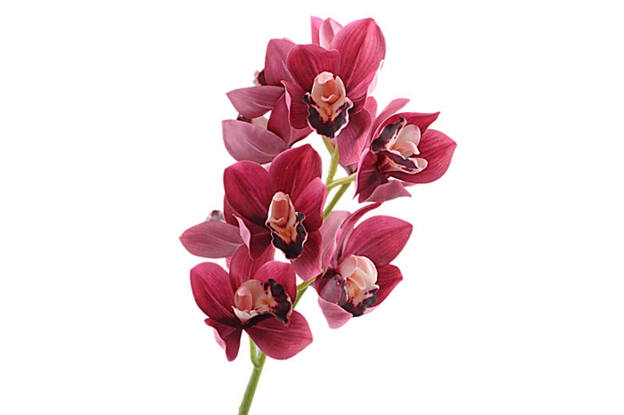<h4>Cymbidium Orchid Pink</h4>