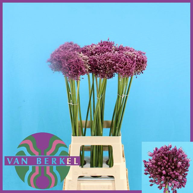 <h4>ALLIUM JASMINE</h4>