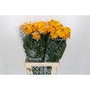 Tagetes Marigold Promise Orange