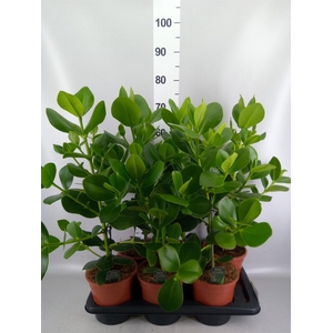 Clusia rosea 'Princess'