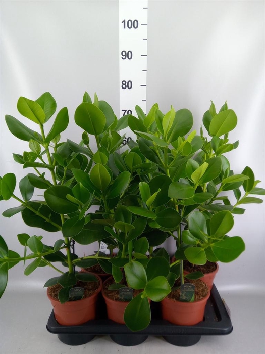 <h4>Clusia rosea 'Princess'</h4>