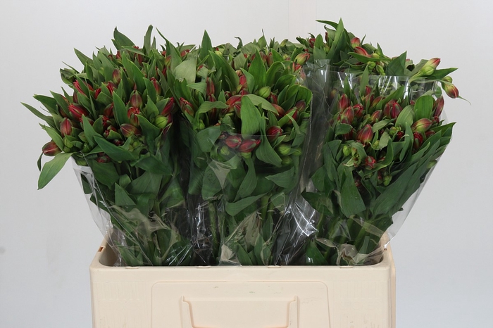 Alstroemeria Red