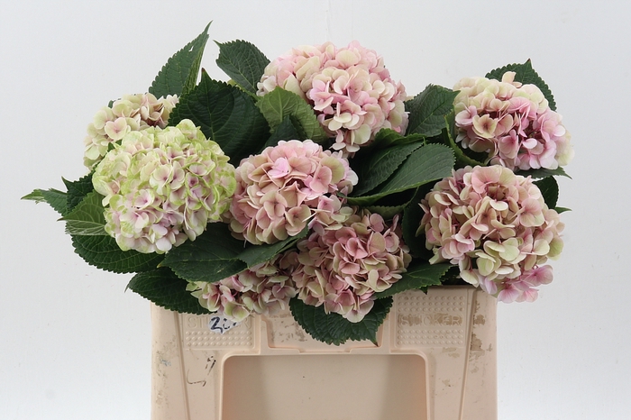 <h4>Hydr M My Vienna Cl</h4>