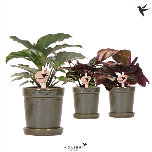 <h4>Kolibri Greens Calathea mix in Flower pot green</h4>