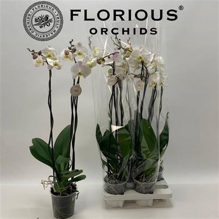 <h4>Phal Ov Wit</h4>