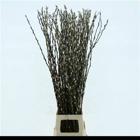 <h4>T Salix Ca Snow Flake 120cm</h4>